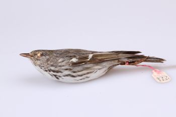 Media type: image;   Ornithology 189700 Description: Dendroica striata;  Aspect: lateral